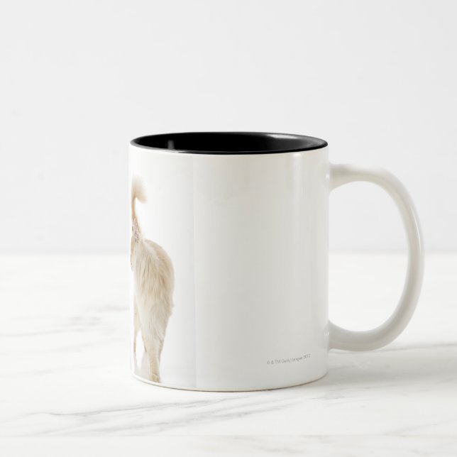 Taza Bicolor Gatos de Munchkin (Derecha)