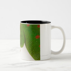Taza Bicolor Gecko del día de Madagascar (madagascariensis 2 d
