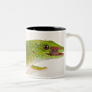 Taza Bicolor Gecko del día de Madagascar (madagascariensis de