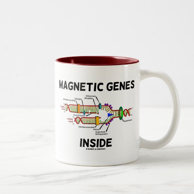 Taza Bicolor Genes magnéticos internos (replicación del ADN) (Derecha)