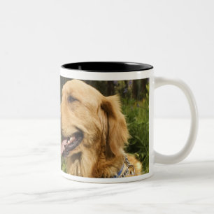 Taza Bicolor Golden retriever en campo