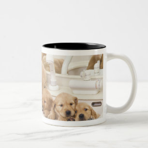 Taza Bicolor Golden retriever; es un relativamente moderno y 2