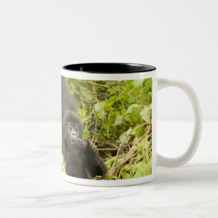 Taza Bicolor Gorila de montaña, Gorilla beringei (anteriormente