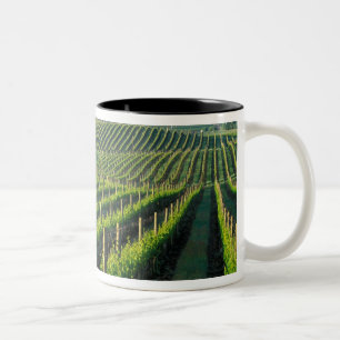 Taza Bicolor Grapevines en filas impecables en Napa de Californ