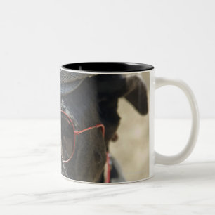 Taza Bicolor Great dane que lleva el gorra y las gafas de sol