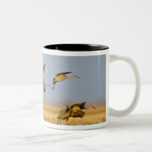 Taza Bicolor Grullas canadienses aterrizan en campos de maíz
