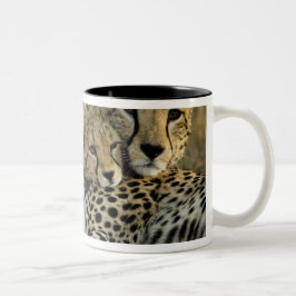 Taza Bicolor Guepardo, Acinonyx jubatus, con cría en el Masai 2