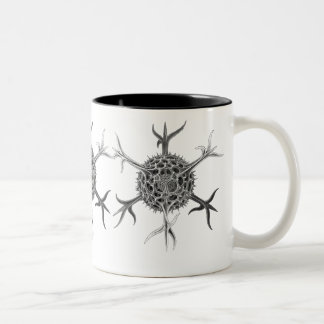 Taza Bicolor Haeckel