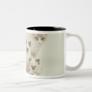 Taza Bicolor Hembra del gato de Ragdoll con los gatitos