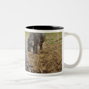 Taza Bicolor Hipopótamo, Hippopotamus amphibius, Serengeti