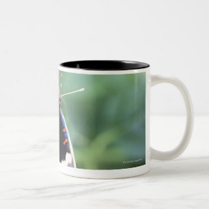 Taza Bicolor Hodokubo, Hino, Tokio, Japón 4