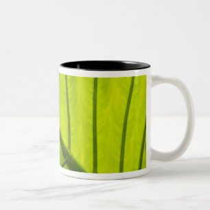 Taza Bicolor Hojas verdes veteadas de follaje tropical en 2