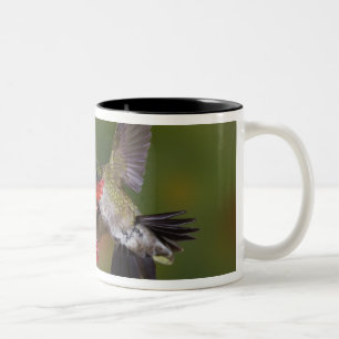 Taza Bicolor Hummingbird
