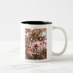 Taza Bicolor Ilustracion 1911 de la variedad de la flor de la
