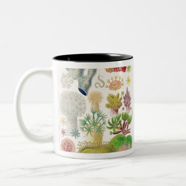 Taza Bicolor ilustracion de biología marina australiano - g (Izquierda)