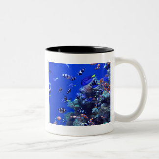 TAZA BICOLOR IMG_0829