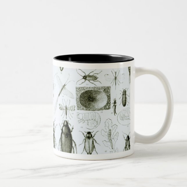 Taza Bicolor Insectos de la entomología (Derecha)