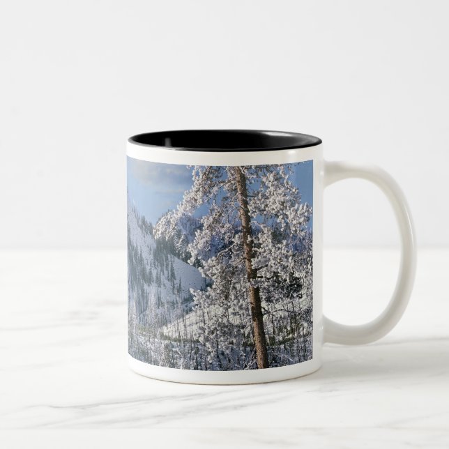 Taza Bicolor Invierno en el Parque Nacional Yellowstone, Wyomin (Derecha)
