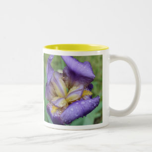 Taza Bicolor Iris morado (Iris Germanica)