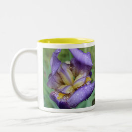 Taza Bicolor Iris morado (Iris Germanica)