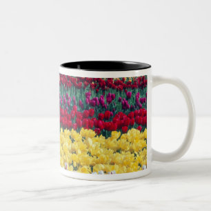 Taza Bicolor jardín de exhibición de tulipanes en el condado de