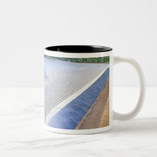 Taza Bicolor Jardín del templo Daisen-in, Daitokuji, Kyoto, Jap