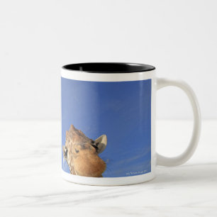 Taza Bicolor Jirafa reticulada (camelopardalis del Giraffa) 3