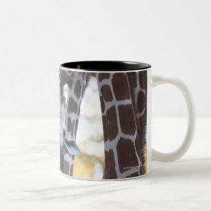 Taza Bicolor Jirafas en el parque zoológico de Tama, parque