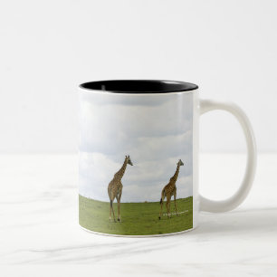 Taza Bicolor Jirafas en Kenia, África