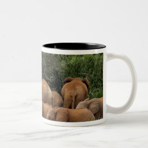 Taza Bicolor Kenia: Parque Nacional de Tsavo Este, manada afric