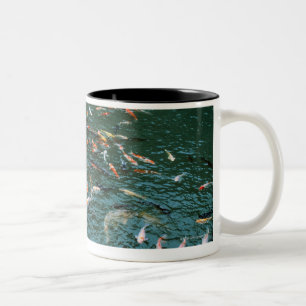 Taza Bicolor Koi en una charca