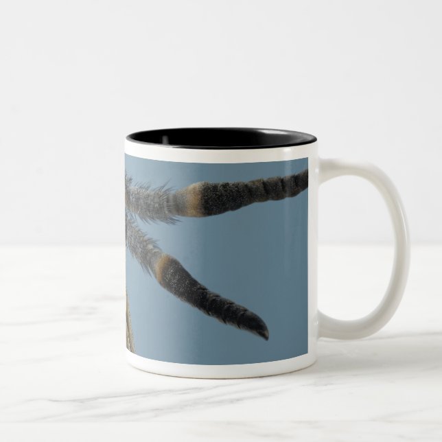 Taza Bicolor La cabeza de ciervos vuela (Derecha)