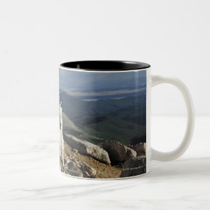 Taza Bicolor La cabra de montaña rocosa blanca de las lanas se