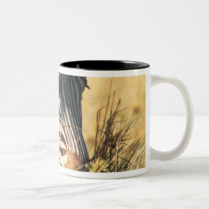 Taza Bicolor La cebra 2 de Burchell