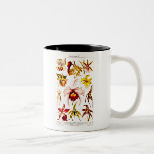 Taza Bicolor La flor 1911 de la orquídea del vintage florece e