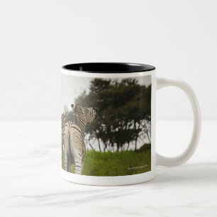 Taza Bicolor La parte trasera de tres cebras, Suráfrica