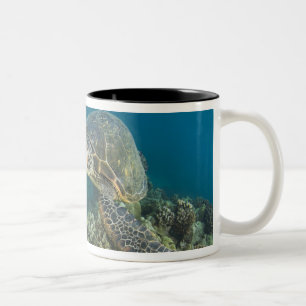 Taza Bicolor La Tortuga Verde del Mar, (Chelonia mydas), es la 