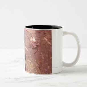 Taza Bicolor Laboratorio negro viejo de 34 semanas