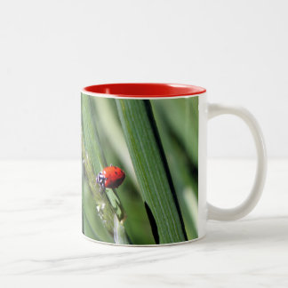 Taza Bicolor Ladybug (Coccinellidae)