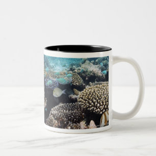 Taza Bicolor Laguna tropical en el atolón del sur de Ari en