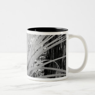 Taza Bicolor Las tillandsias epífitas son comunes en la Florida