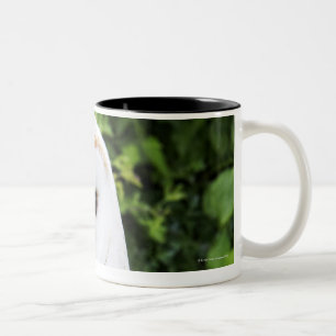 Taza Bicolor Lechuza común (Tyto Alba) en guante