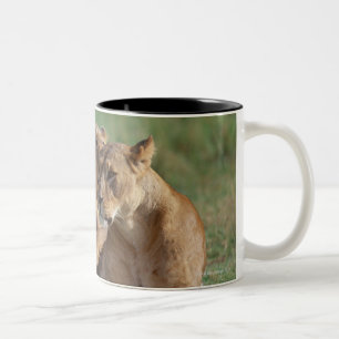 Taza Bicolor León 5