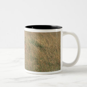 Taza Bicolor León 9