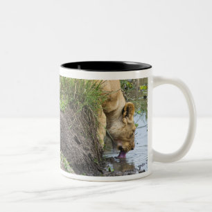 Taza Bicolor León femenino (Panthera leo), nacional de Mara de