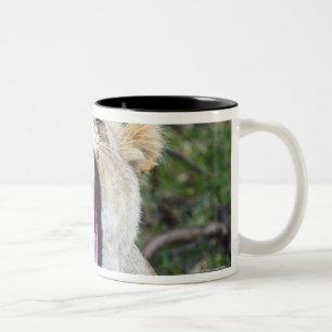 Taza Bicolor León femenino (Panthera leo), nacional de Mara de