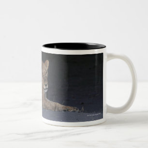 Taza Bicolor León joven en la salida del sol