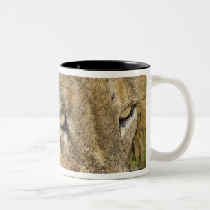 Taza Bicolor León masculino que bebe, mayor nacional de Kruger