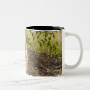 Taza Bicolor León masculino que gruñe (Panthera leo), Okavang