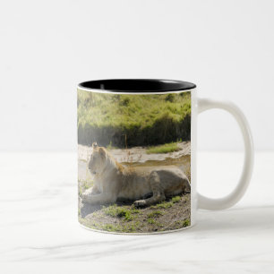 Taza Bicolor león (Panthera leo), dos leona joven, Masai